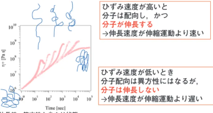 図 4　ひずみ硬化と分子伸長の関係伸長前：等方的な糸まり状態 ひずみ速度が低いとき 分子配向は異方性にはなるが，分子は伸長しない→伸長速度が伸縮運動より遅いひずみ速度が高いと分子は配向し，かつ分子が伸長する→ 伸長速度が伸縮運動より速い