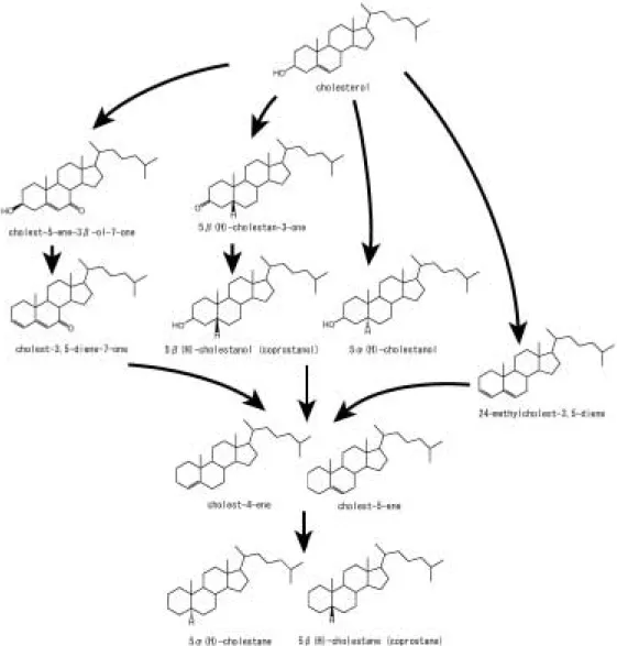 Fig. 4 Proposed diagenesis of cholesterol in fossil bone samples (after Meyers and Ishiwatari, 1993; Killops and Killops, 2005).
