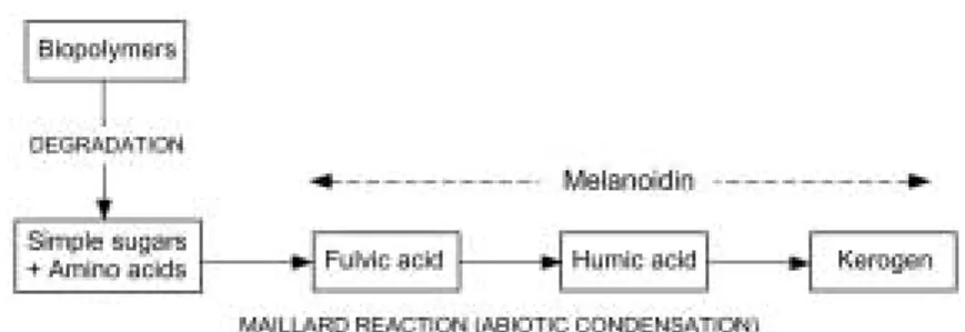 Fig. 5 Maillard reaction model for humic substance formation pre- pre-sented by Hedges (1988).