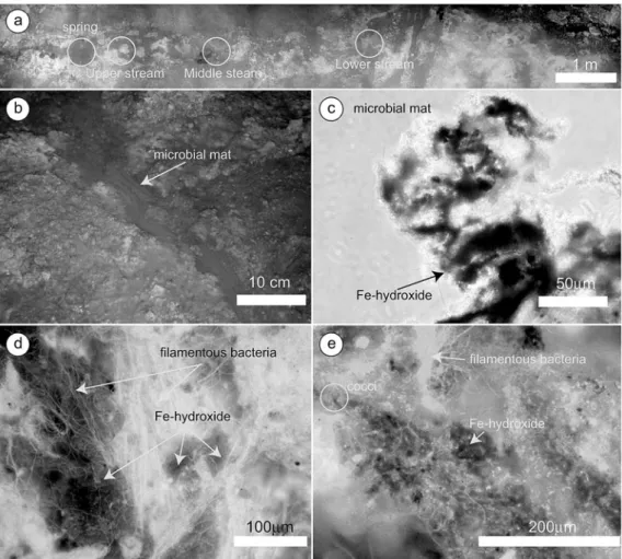Table 2 Physical properties of stream water and chemical components in mat-interstitial water of Hishikari subsurface geothermal water stream measured in November 2001 (Hirayama et al., 2005).