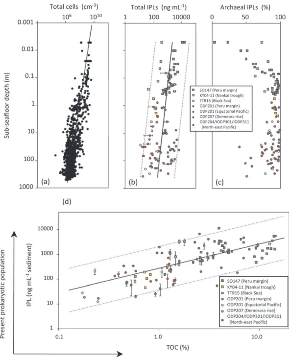 Fig. 5 Comparison of vertical distribution in marine sediment for (a) total microbial cells (bac- (bac-terial profile: Parkes et al., 2000) , (b) total intact polar lipids (IPLs)