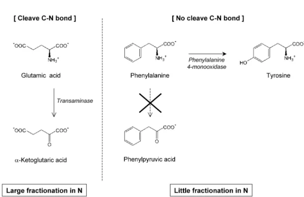 Table 1 Summary of the isotope difference be- be-tween amino acid and phenylalanine ( ),