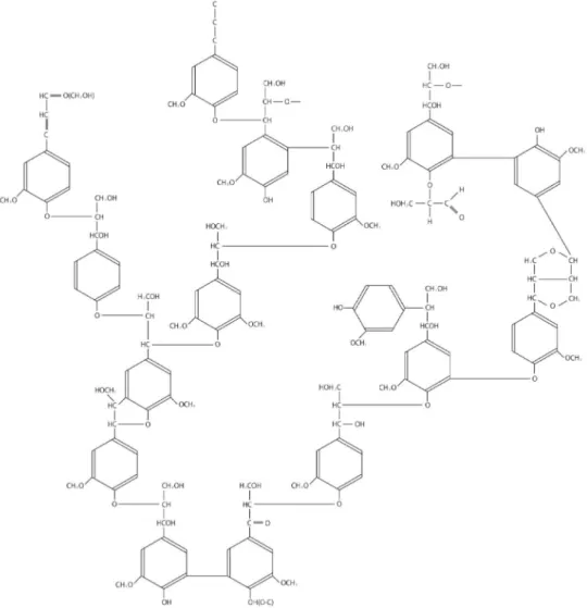 Fig. 1 Structural model of lignin. (Nakano and Meshitsuka, 1994)