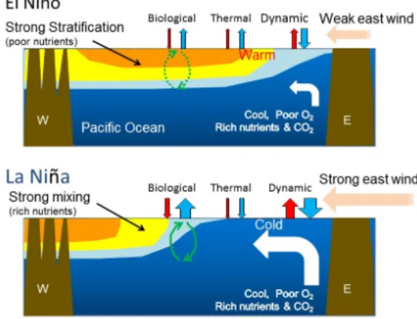 図 6  （上）El Niño および（下）La Niña における太平洋 赤道域の東西横断面での海洋および大気 - 海洋間のガ ス交換の変動の模式図。 