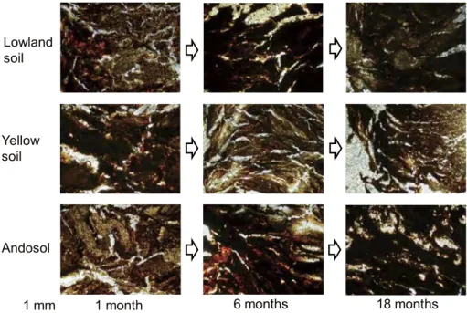 Fig. 7 Internal micromorphology of PC.