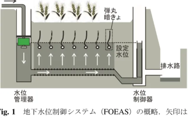 Fig. 1 地下水位制御システム（ FOEAS ）の概略．矢印は