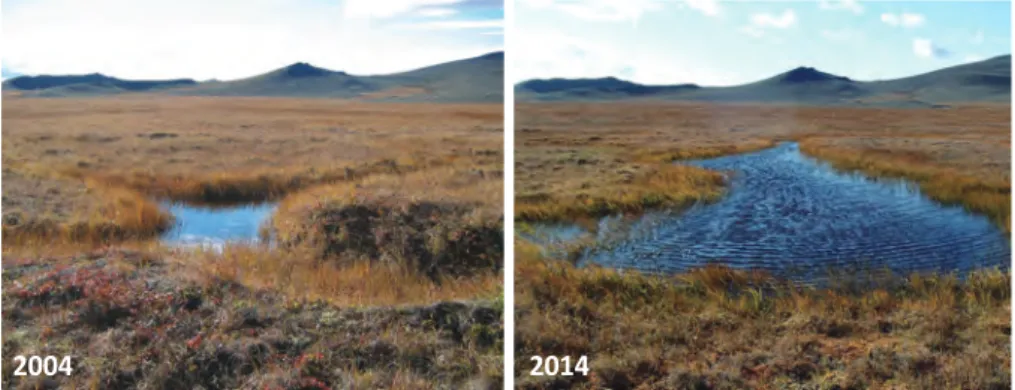 Fig. 7 ツンドラ植生での永久凍土荒廃と地表の変化（ Liljedahl et al., 2016 を基に作成）． pH の鉛直分布の測定によると（ Lopez et al., 2007 ） ，健 全な森林内では，季節を通じて森林内の表層土壌の電 気伝導度は低く，40 cm 深までの表面付近は酸性 ∼ 中 性を示している．それ以深の活動層の下部に電気伝導 度の相対的に高い層が存在しているが，その層の地表 面付近への移動 · 集積はほとんど認められない．一方， アラス草原内では，50 ∼ 60 cm 深を