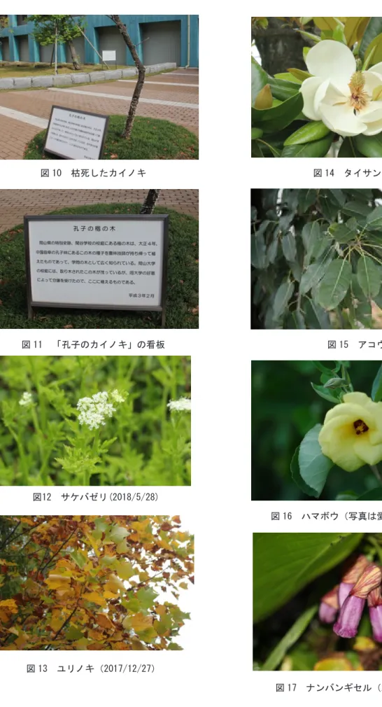 図 10  枯死したカイノキ  図 11  「孔子のカイノキ」の看板  図12  サケバゼリ(2018/5/28)  図 13  ユリノキ（2017/12/27）  図 14  タイサンボク 図 15  アコウ  図 16  ハマボウ（写真は愛南町の個体）  図 17  ナンバンギセル（2017/10/18） 