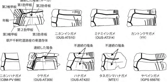 FIGURE ４)をもとに作図した．各種の図は学名を基準にして配置した．大きさは反映されていない．