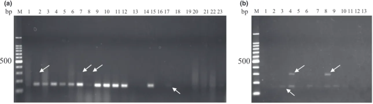 Figure 2 Multiplex PCR results for direct detection from canned food stored at room temperature (a) and beverages incubated at 55 °C for 7 days (b)