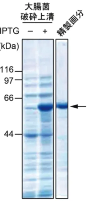 図 4　GST-β-arrestin-1 の発現と精製 図 5　HiS-β-arrestin-1 の発現と精製