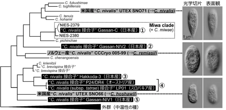 図 4 ．（左）緑藻クロロモナスの氷雪性の種の簡易系統樹［ Matsuzaki  et al. （ 2018 ）に基づく］。 Chloromonas nivalis とされていた培養株を 灰色の背景で，本種の接合子と同定可能な野外サンプルを黒の背景でそれぞれ強調している。（右） Chloromonas nivalis とされていた培養株 の栄養細胞の光学顕微鏡写真［ Matsuzaki et al