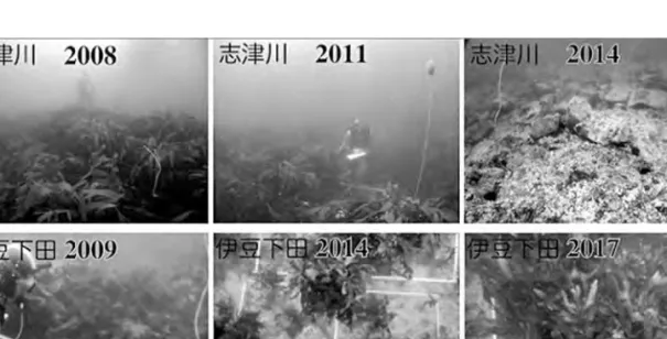 図 1 志津川サイト（上）と伊豆下田サイト（下）の永久枠の様子。一つの枠の大きさは 2 m × 2 m。 調査時には角枠の角にブイを取り付け，2 m × 1 m の枠を 2 つ用いて被度を記録している。大型成体の枯死脱落→できた隙間（ギャップ）に光が入る→明るいギャップに幼体加入→大型成体に生長→暗くなって幼体加入が止まる→大型成体の枯死脱落，という更新を数年周期で繰り返すとされる。しかし，藻場全体としては様々な更新段階が存在するため，安定している。志津川サイトと伊豆下田サイトも，増減を繰り返しながら，毎年