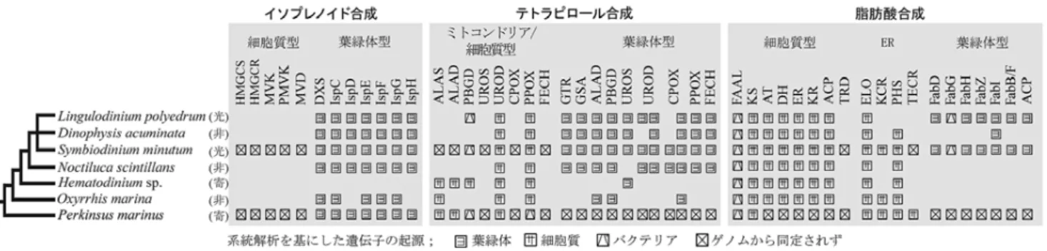 図 2 葉緑体型または非葉緑体型の各種代謝に関わる遺伝子群の有無（原著論文 Fig. 3A を改訂）。Perkinsus marinus と Symbiodinium minutum