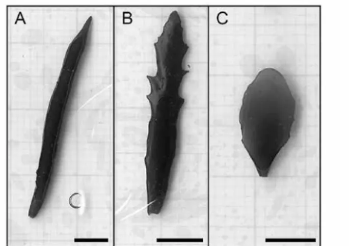 Fig. 1. Three leaf types of young S. fusiforme. A, linear; B, serrate; C, oval; (Scale  bar: 5 mm).