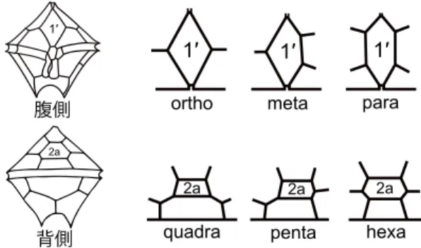 図 1. 　Protoperidinium の腹側面と頂板 1 ′の異なる 3 タイプ（上段）および 背側面と前挿間板 2a の異なる 3 タイプ（下段） ．