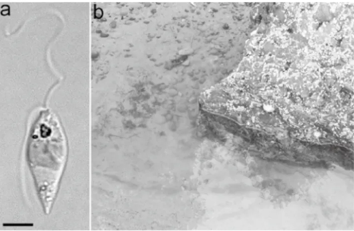 図 6. 　 Round brown spiny cyst (a) と様々な形の Protoperidinium のシスト  (b–f) 。スケールバーは全て 10 µm ．