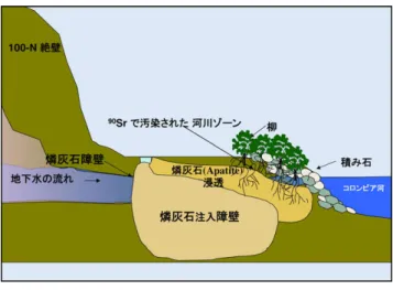 Fig. 2  90 Sr removal from groundwater with apatite and  Coyote Willow Trees 