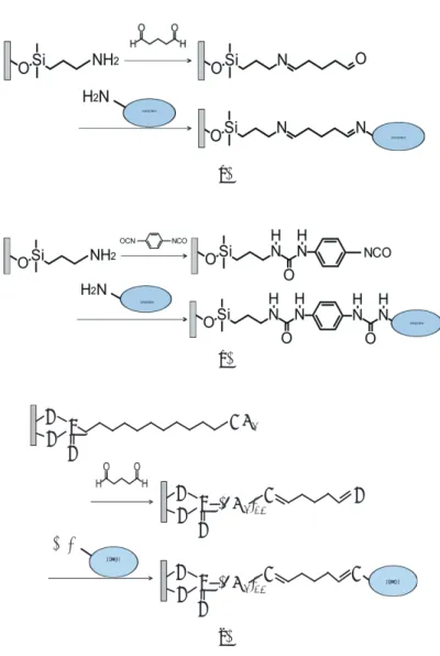 Fig. 2.  (Color online) (a) Method of enzyme immobilization using 3-APTS and glutaraldehyde