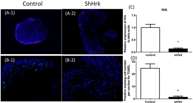 Fig.  Ⅱ -6  (A) 新生子の卵巣を採取し器官培養した培地に、Ｈｒｋ遺伝子発現をノックダウンす るために、ウイルスを含む培養上清を添加して 1 日培養後の卵巣におけるＨｒｋタンパク質の 蛍光免疫組織化学染色（ ShHrk ） 。   (B) TUNEL の蛍光免疫組織化学染色。 (C)real time PCR によ る、対照群とＨｒｋ遺伝子ノックダウン群（ShHrk）の卵巣におけるＨｒｋ遺伝子発現量。 (D)  対 照群とＨｒｋ遺伝子ノックダウン群（ShHrk ）の卵巣の切片中平均 TUNEL 