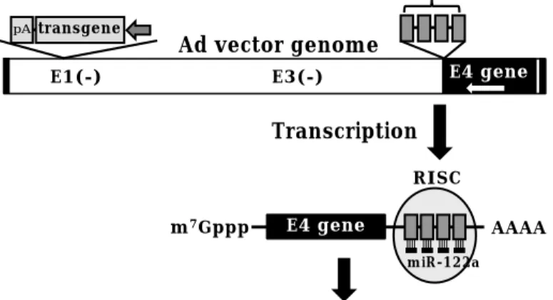 Fig. 2    Ad vector-mediated transgene expression in mice. mSEAP production in the serum following Ad vector  administration