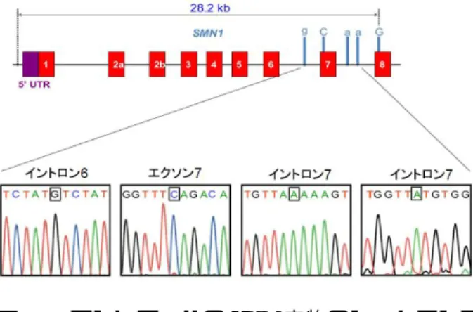 図 3  コントロールの PCR 産物のシークエンス  1-2. SMN1 遺伝子上に点変異（c. 275G＞C）を示 す患者 DNA の解析    SMN  遺伝子（SMN1、 SMN2  遺伝子）の全エ クソン領域のシーケンスを行ったところ、エクソ ン 3 に G と C を示す 2 つのシグナルを検出した （図 4a） 。メイン（強度の高い）シグナルは G を 示すシグナルであった。nLR-PCR により SMN1  遺伝子を単離しシークエンスを行ったところ、C を示すシグナルのみを検出した（図 4b