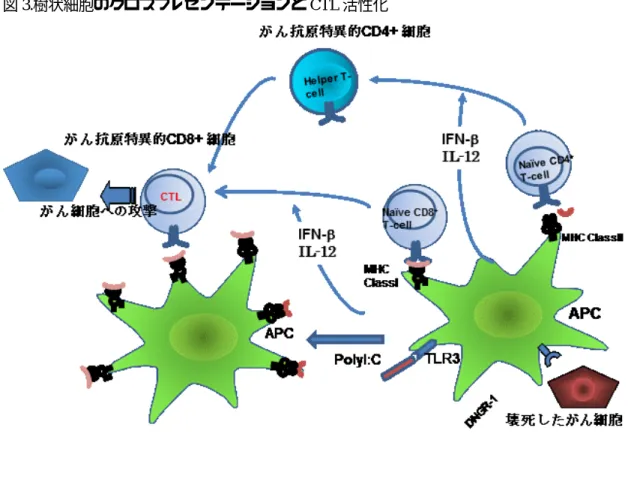 図 3.樹状細胞のクロスプレゼンテーションと CTL 活性化 