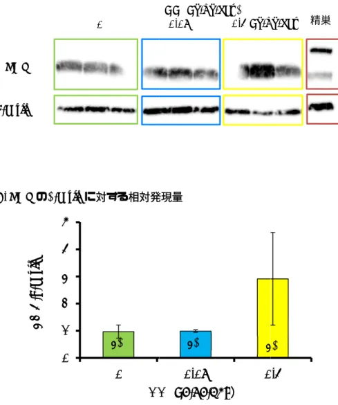 図 5  の 13     A  1 日齢から13 週齢卵巣における  LHR  β-actin  A. Western blotting LHR/β-actinB. LHR の日齢から 5 日間エチニルエストラジオール（週齢卵巣におけるluteinizing  0 