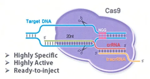 図 4  ゲノム編集用 RGEN ベクターの作製 