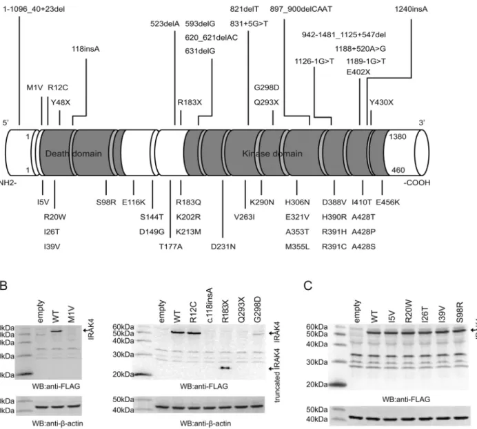 Fig. 1. Protein expression of IRAK4 variants. (A) Schematic representation of IRAK4 showing all identiﬁed mutations and nonsynonymous SNPs