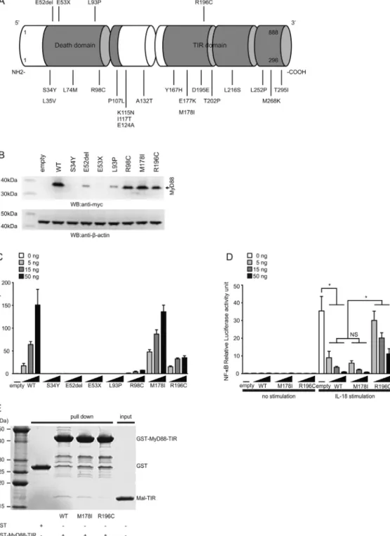 Fig. 3. Cell-based assays of MyD88 variants. (A) Schematic representation of MyD88 with all identiﬁed mutations and nonsynonymous SNPs