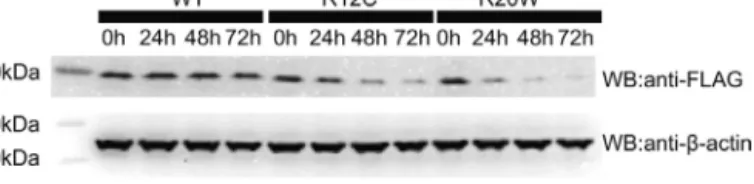 Fig. 6. Stability of IRAK4-DD variants in HEK293T cells. Cells were incubated in cycloheximide (25 ␮M) for the indicated times before preparation of cell extracts for SDS-PAGE separation and immunoblotting with an anti-FLAG antibody