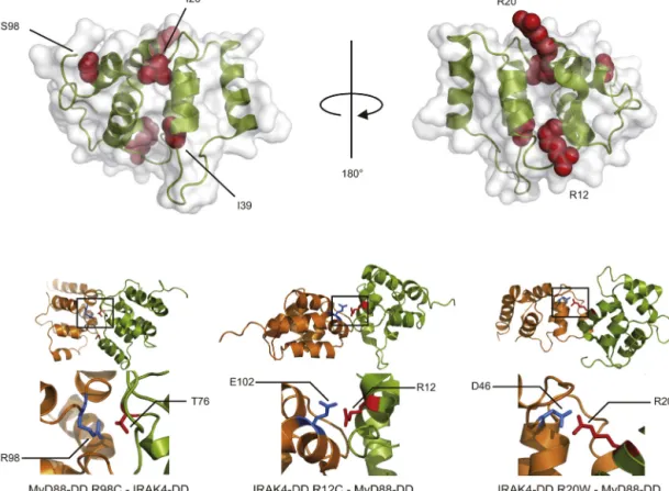 Fig. 7. Protein structure of IRAK4-DD. (A) Schematic representation of IRAK4-DD (Protein Data Bank accession code 2A9I) generated with PyMOL (DeLano Scientiﬁc, www.pymol.org)