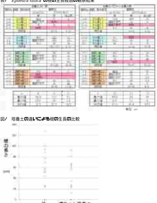 表 1   Ephedra sinica  の根の生長経過の観察結果 