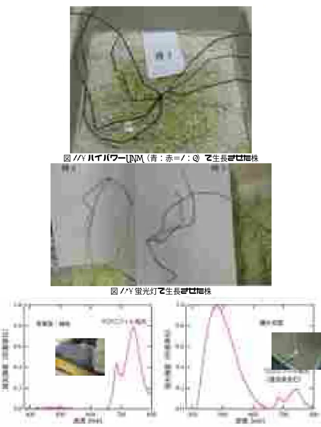図 11.  ハイパワーLED（青：赤＝1：3）で生長させた株 