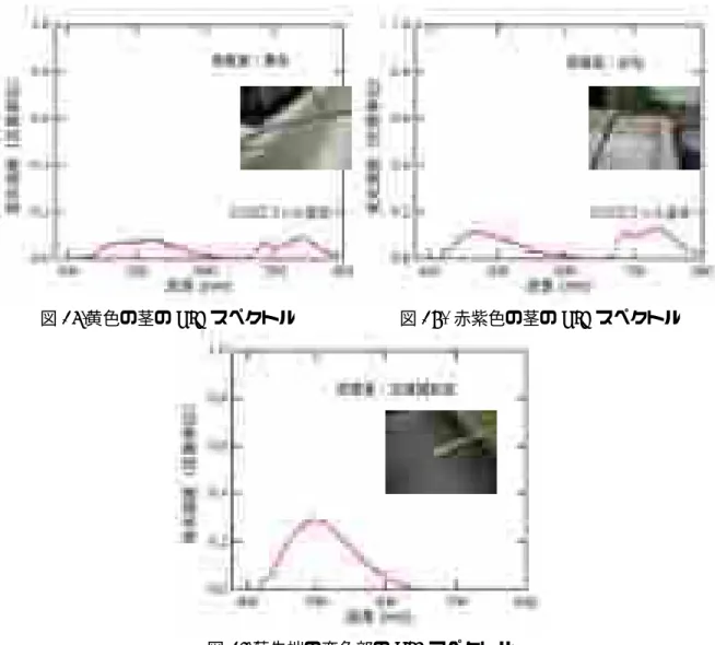 図 15.黄色の茎の LIF スペクトル            図 16.  赤紫色の茎の LIF スペクトル 