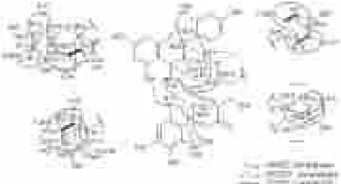 図 3 ．化合物 19 ， 20 及び 5 の二次元 NMR による構造解析