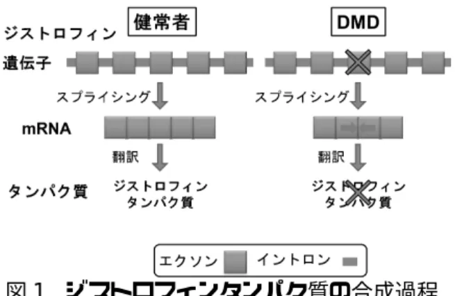 図 3   PGDM の Selected reaction monitoring  (SRM)法  24 〜 25 年度は、本法を用いて DMD 患者および 健常者について尿中 PGDM 濃度を測定し，DMD の病状診断に有効であるかどうかを検討した。    DMD はまだ治療法が確立していない難病で現在 は病気の進行を遅らせる様々な試みがされている。 この DMD の病態進行に PGD 2 を介した炎症が関係 していることが明らかになり、26 年度は代表的な 炎症マーカーのプロスタグランジン E2 （P