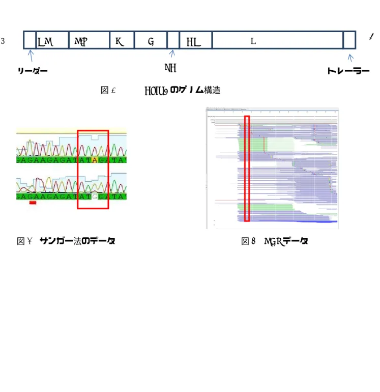 図 1        HPIV4 のゲノム構造 