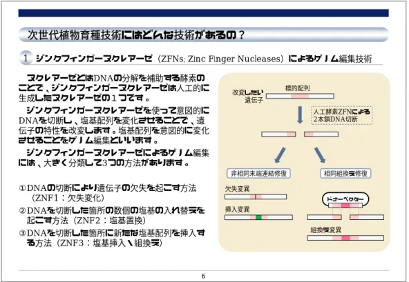 図  32  NBT 説明書：詳細版（続き） 6ヌクレアーゼとはDNAの分解を補助する酵素のことで、ジンクフィンガーヌクレアーゼは人工的に生成したヌクレアーゼの１つです。ジンクフィンガーヌクレアーゼを使って意図的にDNAを切断し、塩基配列を変化させることで、遺伝子の特性を改変します。塩基配列を意図的に変化させることをゲノム編集といいます。ジンクフィンガーヌクレアーゼによるゲノム編集には、大きく分類して3つの方法があります。①DNAの切断により遺伝子の欠失を起こす方法（ZNF1：欠失変化）②DNAを切断した箇