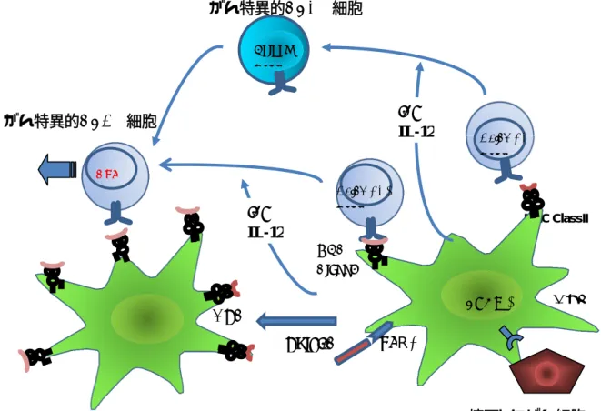 図 3.樹状細胞のクロスプレゼンテーションと CTL 活性化  MHC ClassII   Naïve CD8+T-cell Naïve CD4+T-cell  MHC  ClassI  APC Helper T-cell      CTL  APC  TLR3  PolyI:C IFN-IL-12  IFN-IL-12 がん特異的CD4+ 細胞 がん特異的CD8+ 細胞  壊死したがん細胞 DNGR-1 