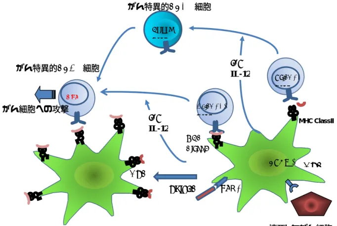 図 3.樹状細胞のクロスプレゼンテーションと CTL 活性化  MHC ClassII   Naïve CD8+T-cell Naïve CD4+T-cell  MHC  ClassI  APC Helper T-cell      CTL  APC  TLR3  PolyI:C IFN-IL-12  IFN-IL-12 がん特異的CD4+ 細胞がん特異的CD8+ 細胞  壊死したがん細胞 DNGR-1 がん細胞への攻撃 