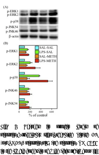 Fig.  3  Changes  in  protein  levels  of  phospho-extracellular  signal-regulated  kinase  1/2  (p-ERK1/2),  phospho-p38  and  phospho-JNK  46/54  in the limbic forebrain of mice after treatment with  LPS (1 mg/kg, i.p.) and/or METH (1 mg/kg, s.c.)