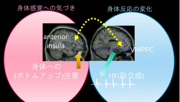 図 5.  身体への気づきと、身体反応（自律神経反応）の関連の模式図。 Anterior  insula:  前 島皮質  V MPFC; ventromedial prefrontal cortex:  腹内側前頭前野 ) 