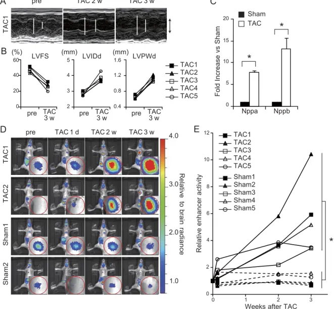 Figure  4.   Distal   enhancer   element  is   reactivated   in   the   murine  model    of   heart    failure
