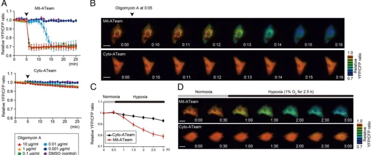 Fig. 1.    Establishment of a sensitive method  to  assess OXPHOS  activity  in living  cells