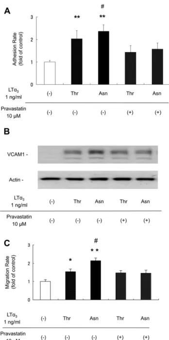 Fig.  2.  Effects of  LT a  C804A  polymorphism on  monocyte-endothelial adhesion (A)  and  induction  of  VCAM1  expression  (B)  in  the  absence and  presence  of  pravastatin treat-  ment
