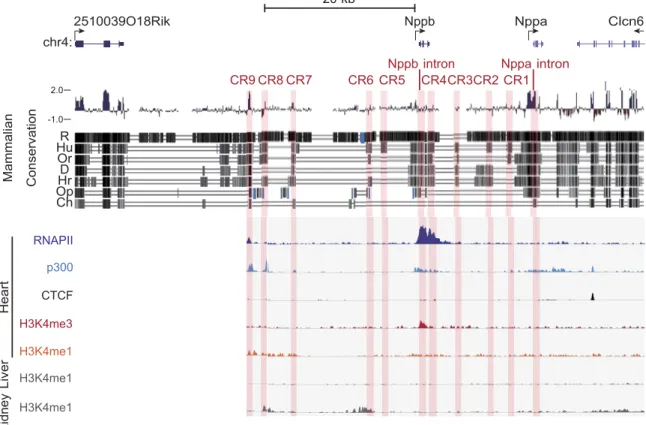 Figure 1. Mammalian evolutionarily conserved regions  and  ChIP-seq  data  surrounding the  murine Nppa and  Nppb loci