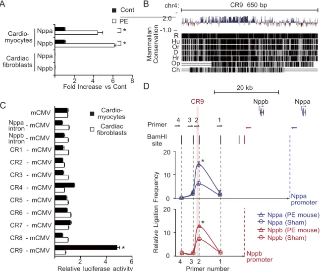 Figure  2.  Identification  of  a  distal  enhancer  element  that   is  responsive   to  an  a 1 -adrenergic  receptor  agonist
