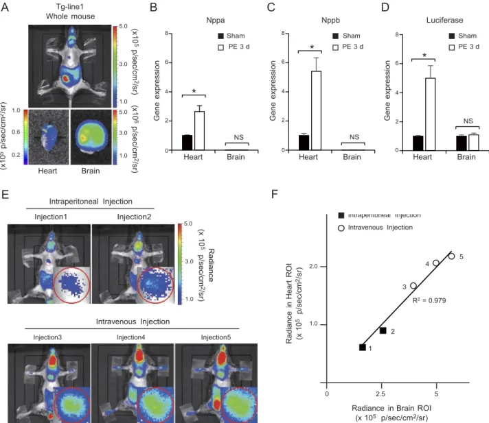 Figure  3.  Establishment  of  an  in  vivo  live  imaging   system  for  enhancer  activity